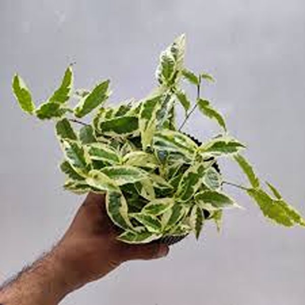 FICUS RADICANS - Image 3