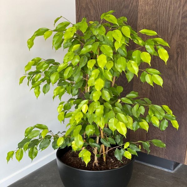 FICUS REGINALD - Image 2