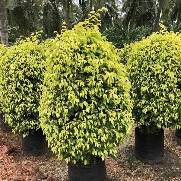 FICUS REGINALD - Image 3
