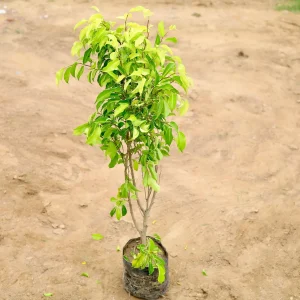 FICUS REGINALD
