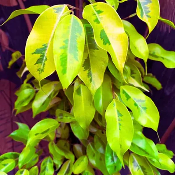 FICUS REGINALD - Image 4