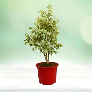 FICUS STARLIGHT