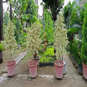 FICUS STARLIGHT