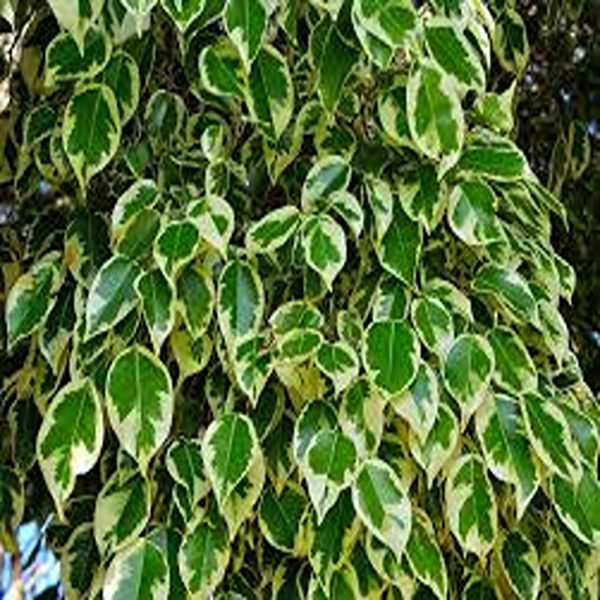 FICUS STARLIGHT - Image 4