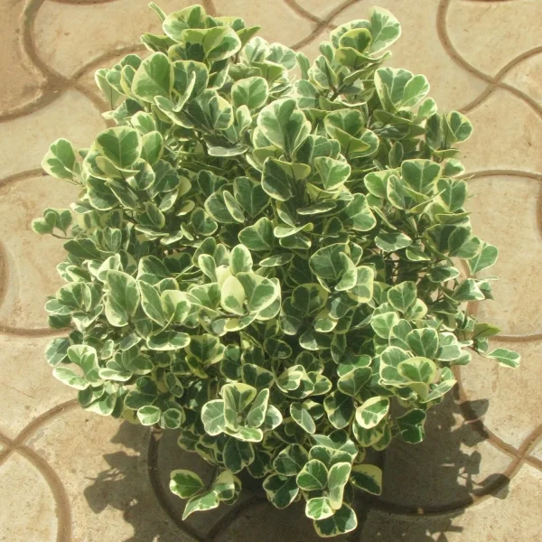 FICUS TRINAGULARIS - Image 4