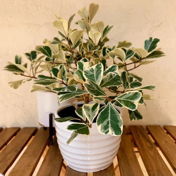 FICUS TRINAGULARIS - Image 3