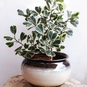 FICUS TRINAGULARIS