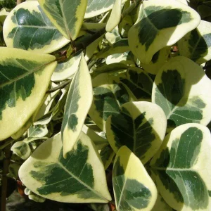 FICUS TRINAGULARIS