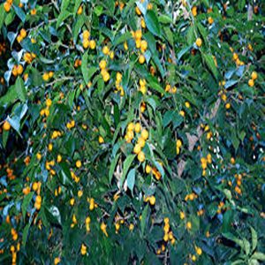 FORTUNELLA  JAPONICA