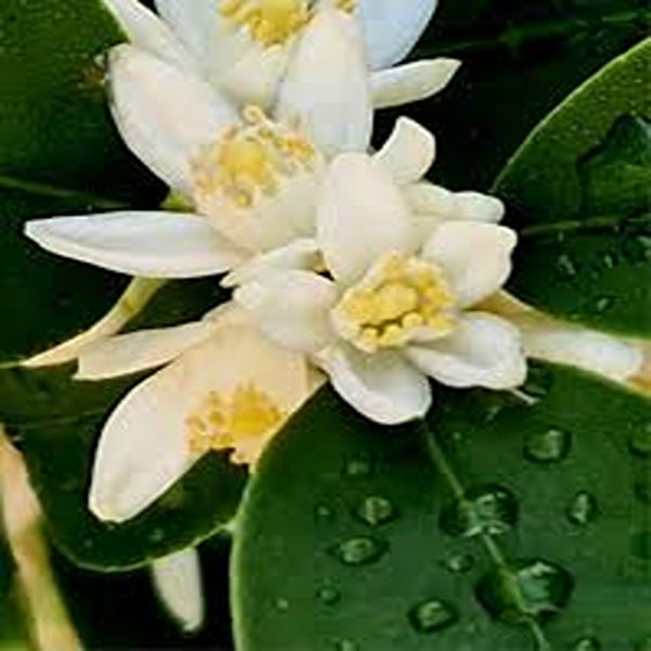FORTUNELLA  JAPONICA - Image 3
