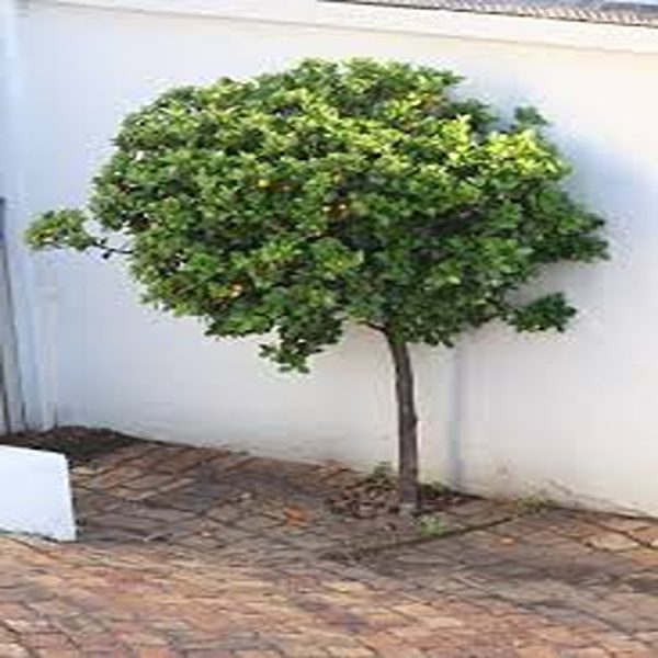 FORTUNELLA  JAPONICA - Image 4