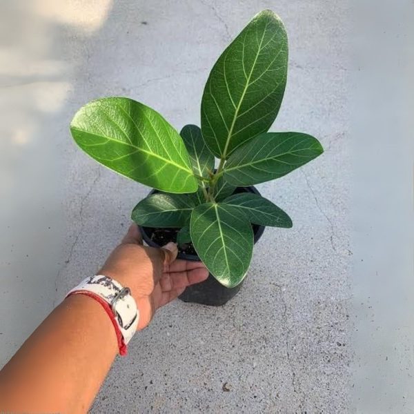 FICUS BENGHALENSI - Image 4