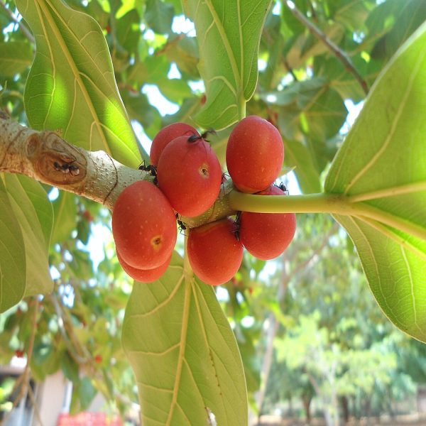 FICUS BENGHALENSI - Image 3