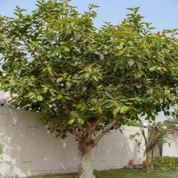 FICUS BENGHALENSI - Image 2