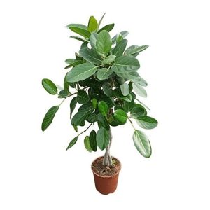FICUS BENGHALENSI