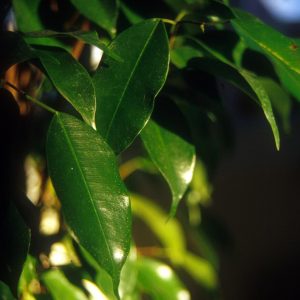 FICUS BENJAMINA