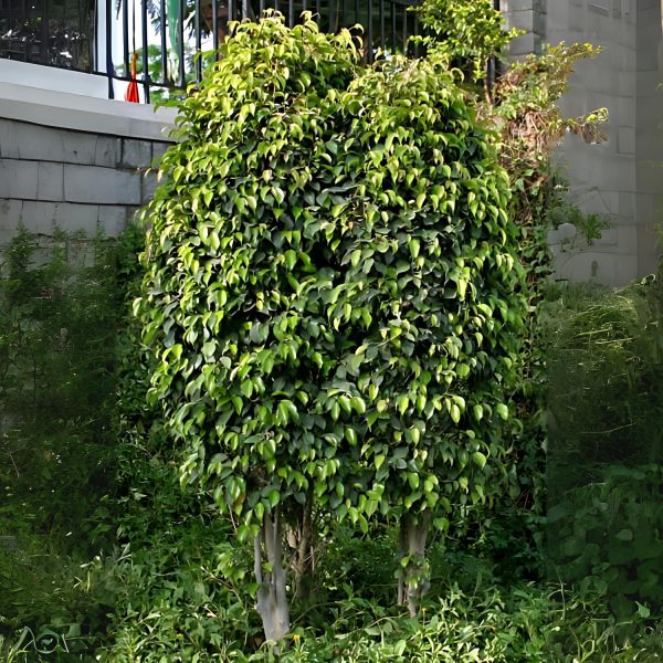 FICUS BENJAMINA - Image 3