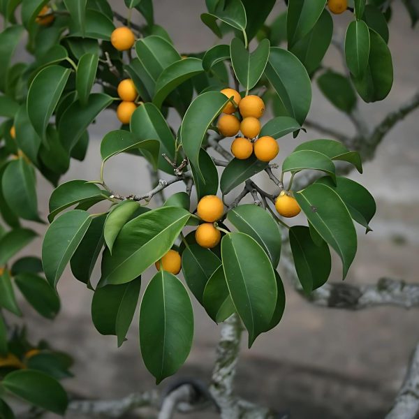 FICUS BENJAMINA - Image 4