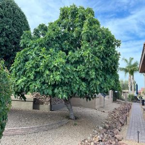 FICUS BENJAMINA BLACK COMPACTA