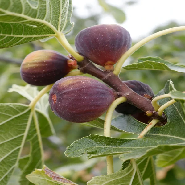 FICUS BENJAMINA BLACK COMPACTA - Image 4