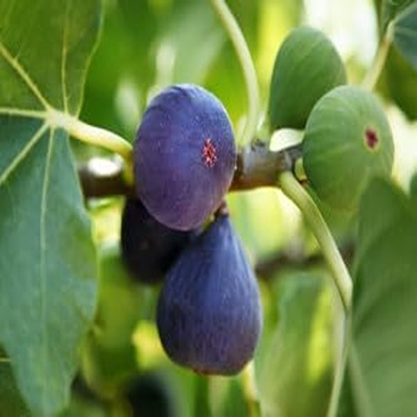 FICUS CARICA (THAI) - Image 4