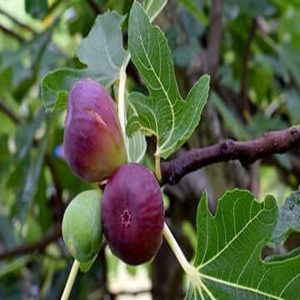 FICUS CARICA (THAI)