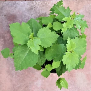 FICUS CARICA (THAI)