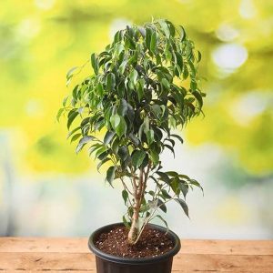 FICUS INFECTORIA