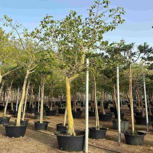 FICUS INFECTORIA