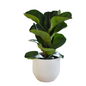 FICUS LYRATA