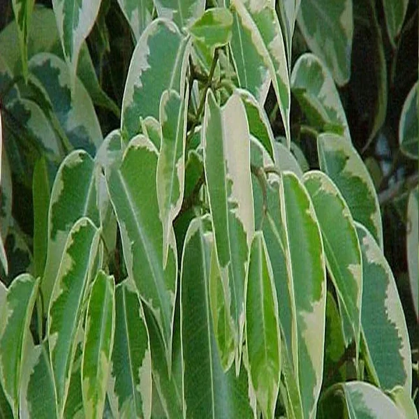 FICUS NUDA - Image 3