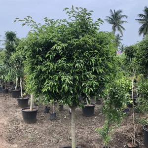 FICUS NUDA