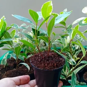FICUS NUDA