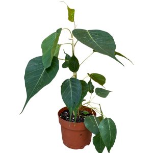 FICUS RELIGIOSA