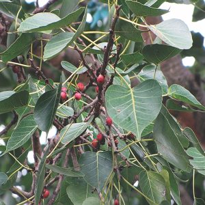 FICUS RELIGIOSA