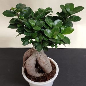 FICUS RETUSA