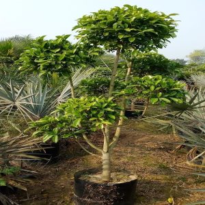 FICUS RETUSA