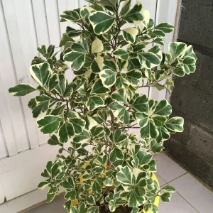 PHP-FICUS TRIANG. VARIEGATA