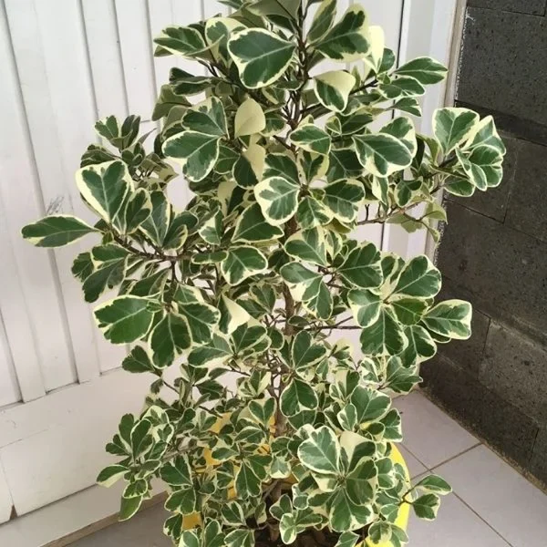 PHP-FICUS TRIANG. VARIEGATA - Image 2