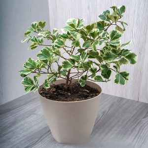 HP-FICUS TRIANG. VARIEGATA