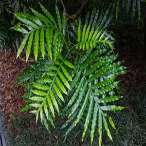 FILICIUM DECIPIENS
