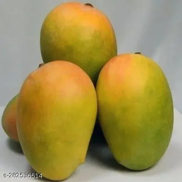 MANGIFERA INDICA (KESAR) - Image 3