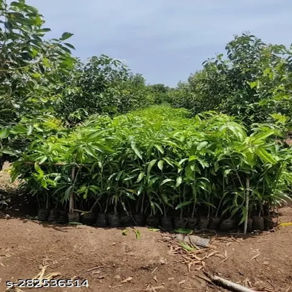 MANGIFERA INDICA (KESAR) - Image 4