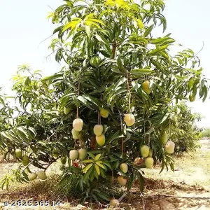 MANGIFERA INDICA (KESAR)