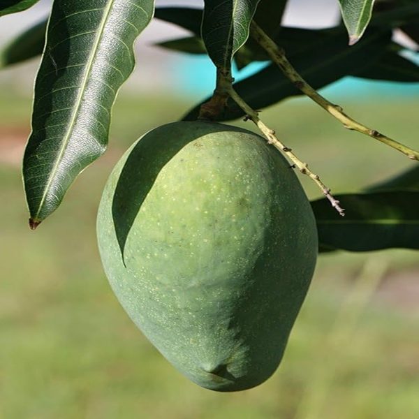 MANGIFERA INDICA (MALLIKA) - Image 4