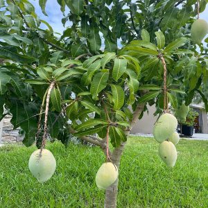 MANGIFERA INDICA (MALLIKA)