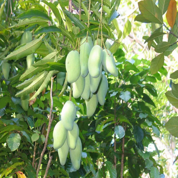 MANGIFERA INDICA (TOTAPURI) - Image 4