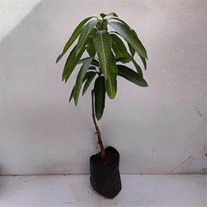 MANGIFERA INDICA (TOTAPURI)