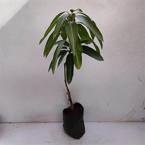 MANGIFERA INDICA (KESAR)