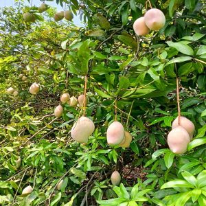 MANGIFERA INDICA (TOTAPURI)
